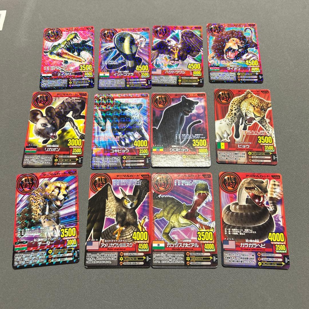 アニマルカイザー　カード