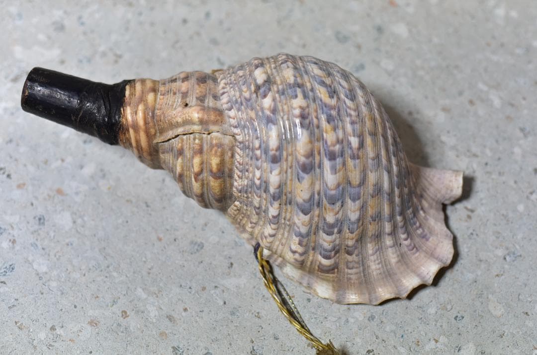 値下げ、古いホラ貝、法螺貝　修行僧、山伏、魔除け