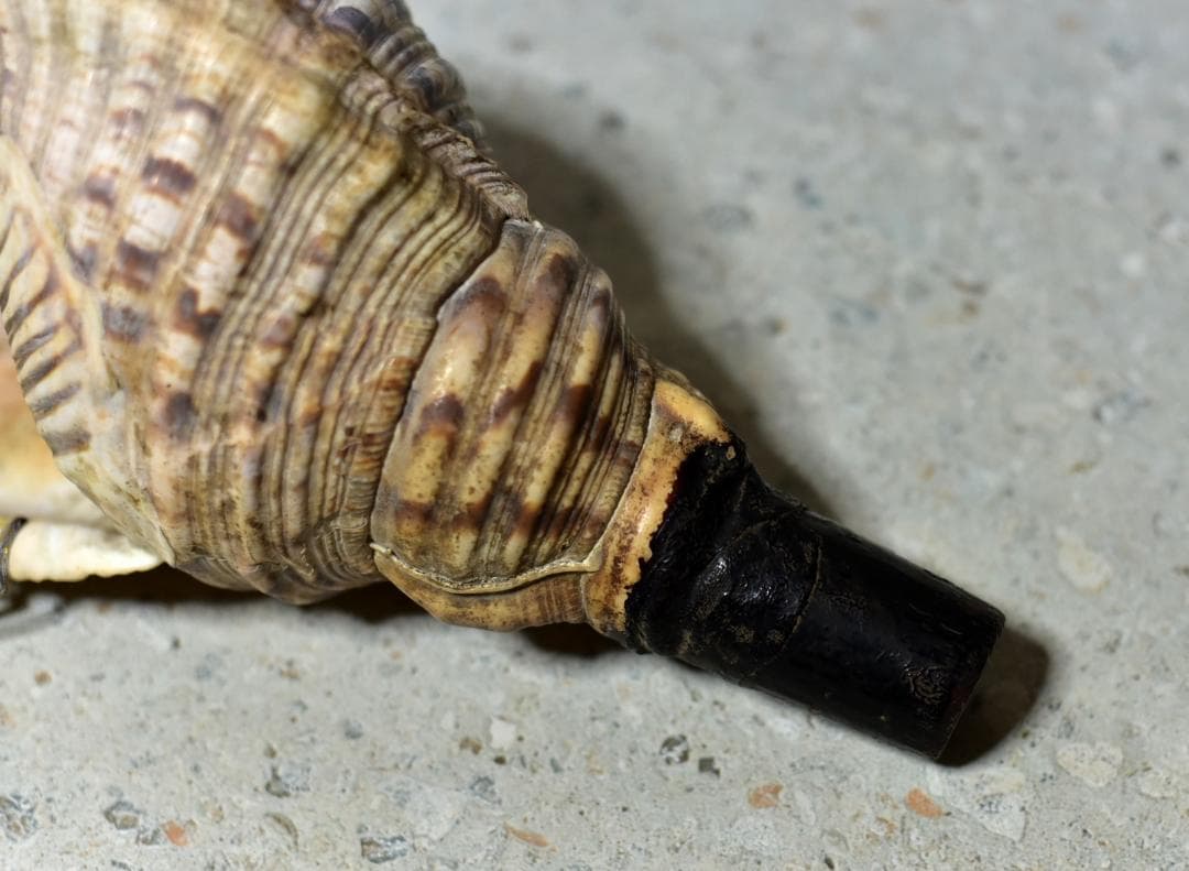 値下げ、古いホラ貝、法螺貝　修行僧、山伏、魔除け