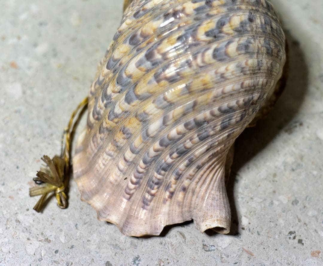 値下げ、古いホラ貝、法螺貝　修行僧、山伏、魔除け