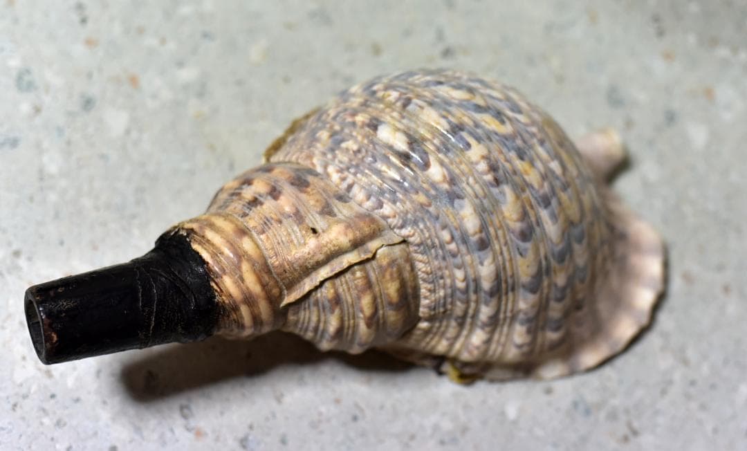 値下げ、古いホラ貝、法螺貝　修行僧、山伏、魔除け