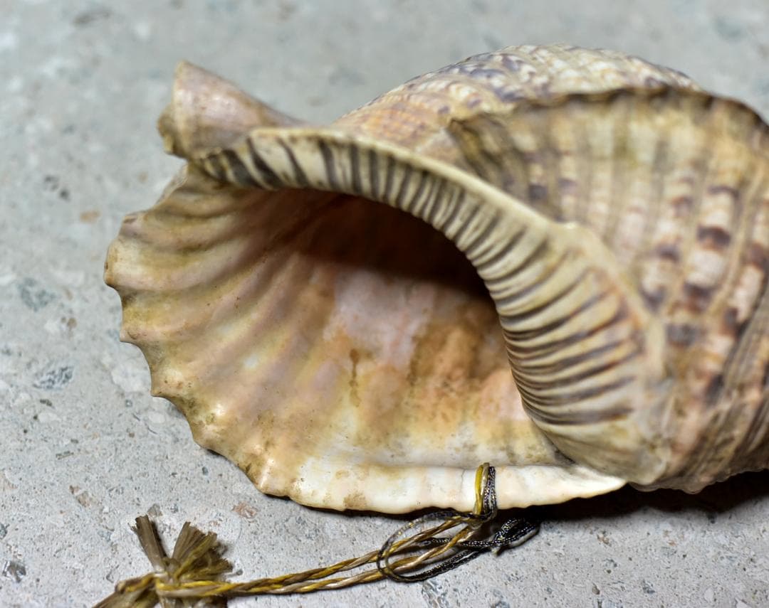 値下げ、古いホラ貝、法螺貝　修行僧、山伏、魔除け