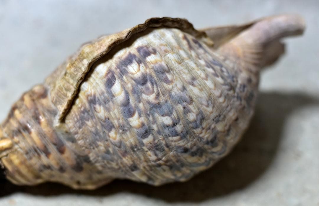 値下げ、古いホラ貝、法螺貝　修行僧、山伏、魔除け