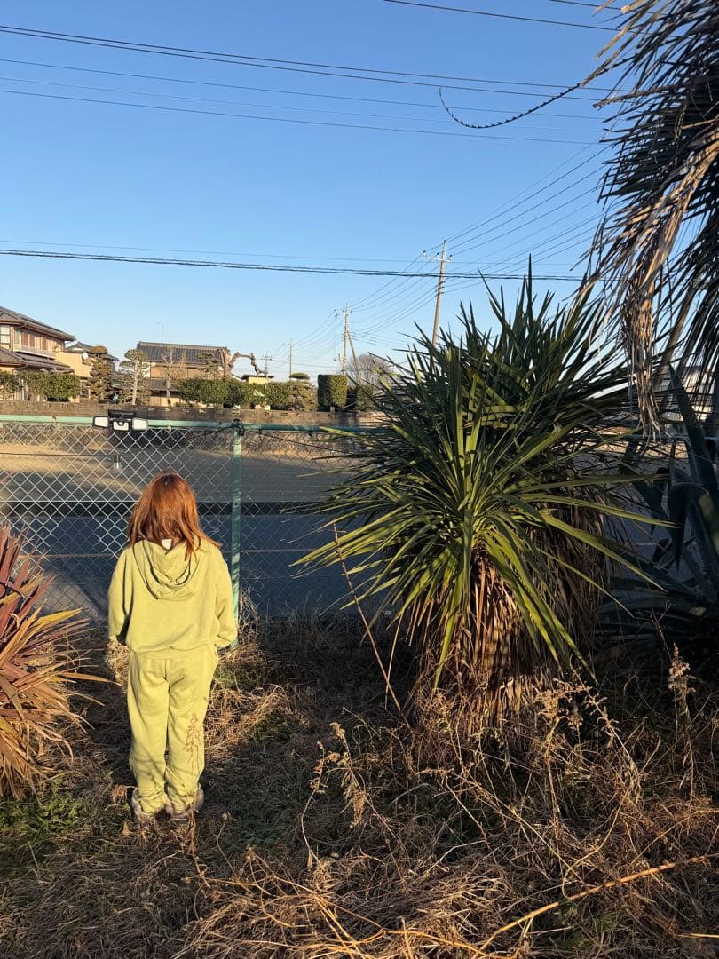 中型 赤ドラセナ 緑ドラセナ