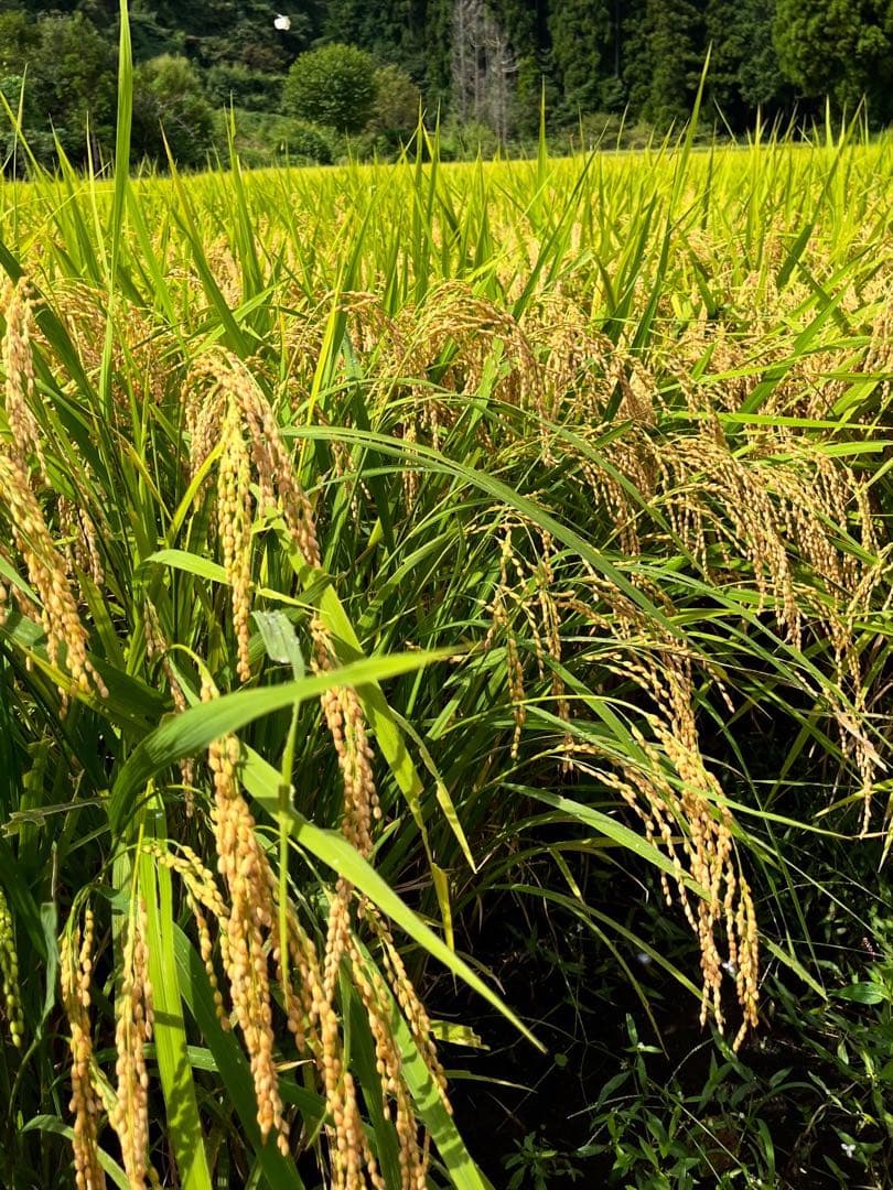 【令和7年産】栃木県日光市産 コシヒカリ 10kg（白米）産地直送 注文後精米！