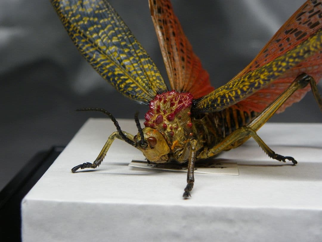 マダガスカルのドクバッタ　立体標本