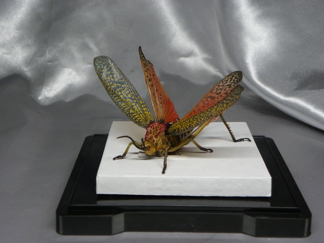 マダガスカルのドクバッタ　立体標本
