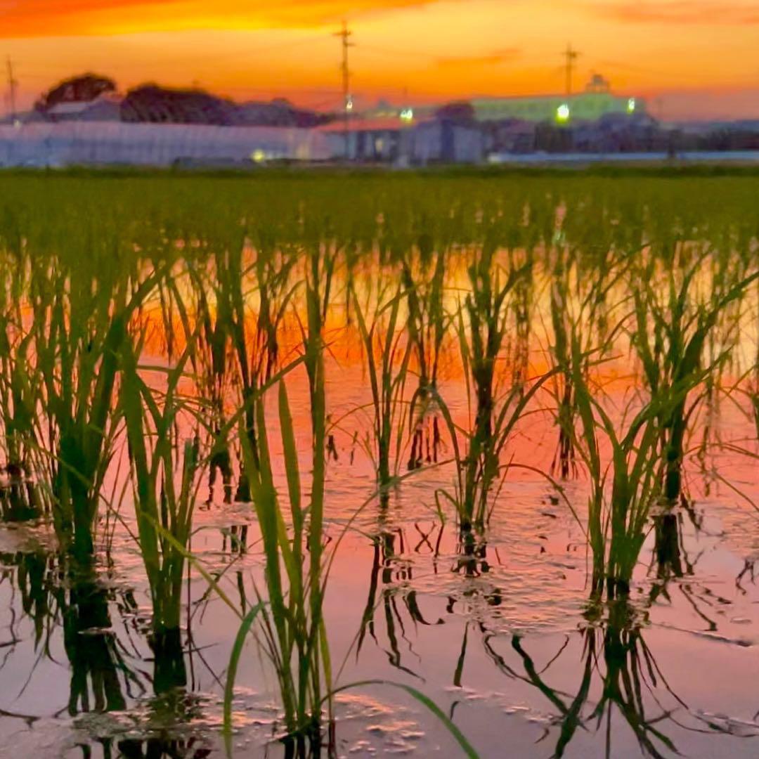 ⚫︎送料無料 農家直送 玄米24.7㎏ 農薬不使用 有機栽培 天日干し お米 静岡