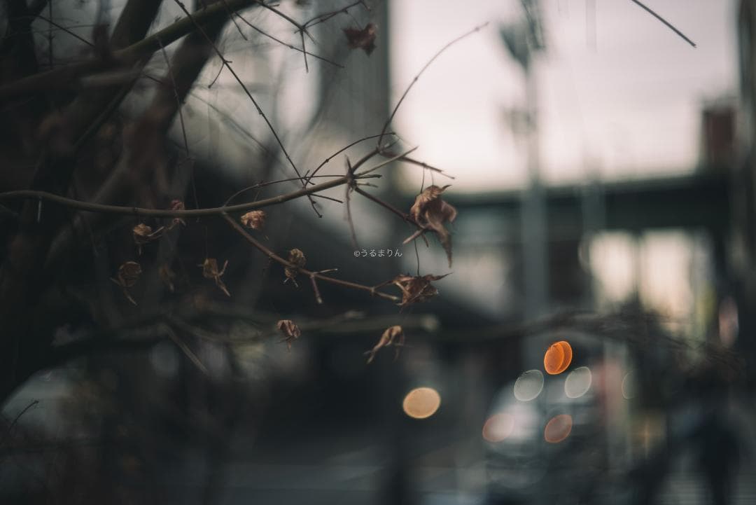 程よい滲み玉！癖玉！Leica Summar 50mm f2 オールドレンズ