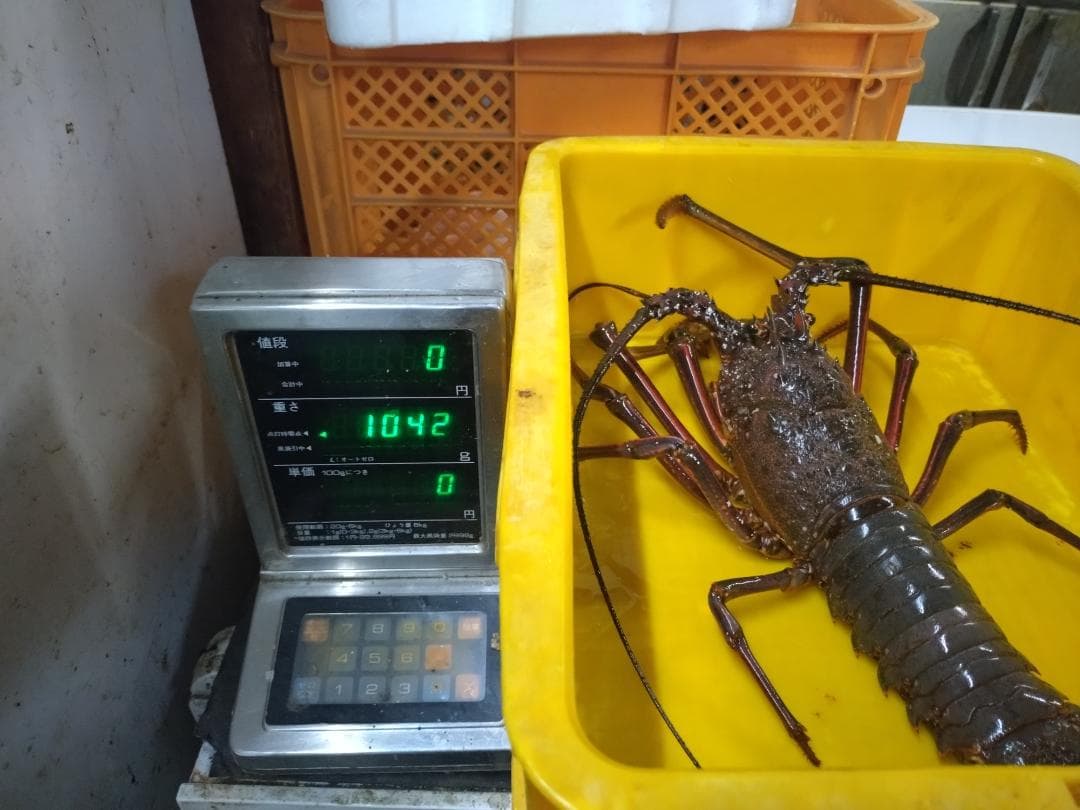 残りわずか　和歌山県産 活　大型　伊勢海老１匹1キロ以上