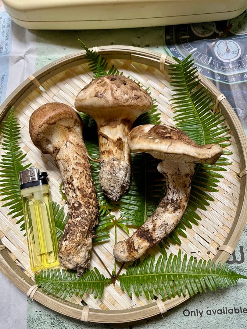 【大阪泉州産】天然松茸 採れたて　良品☆3本150g国産