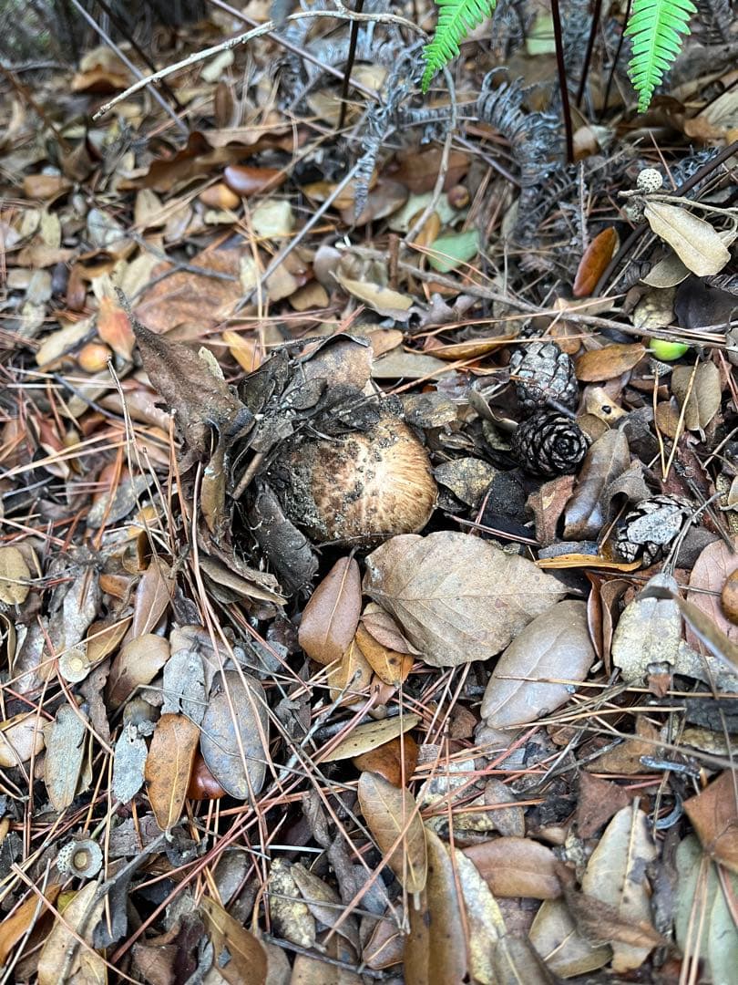 【大阪泉州産】天然松茸 採れたて　良品☆3本150g国産