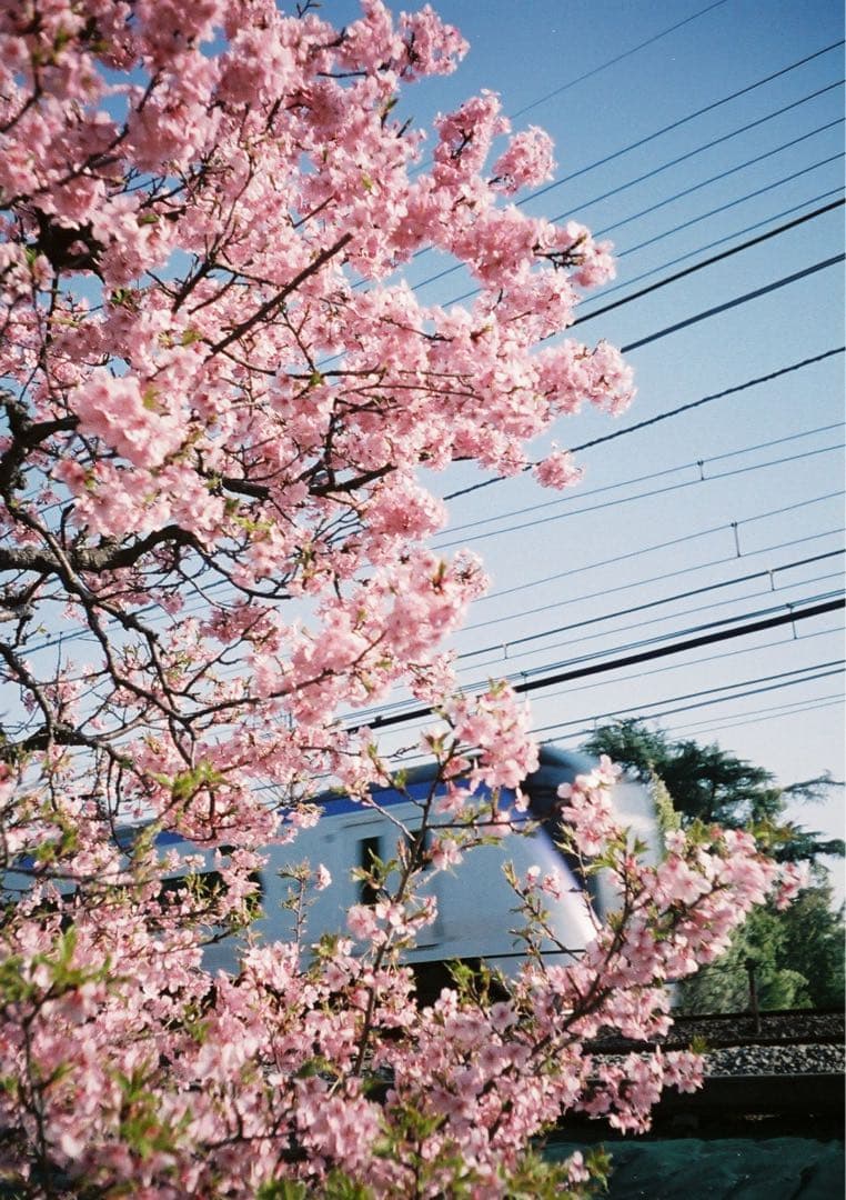 【動作確認・清掃済み＊試写あり】花柄 リコーオートハーフE