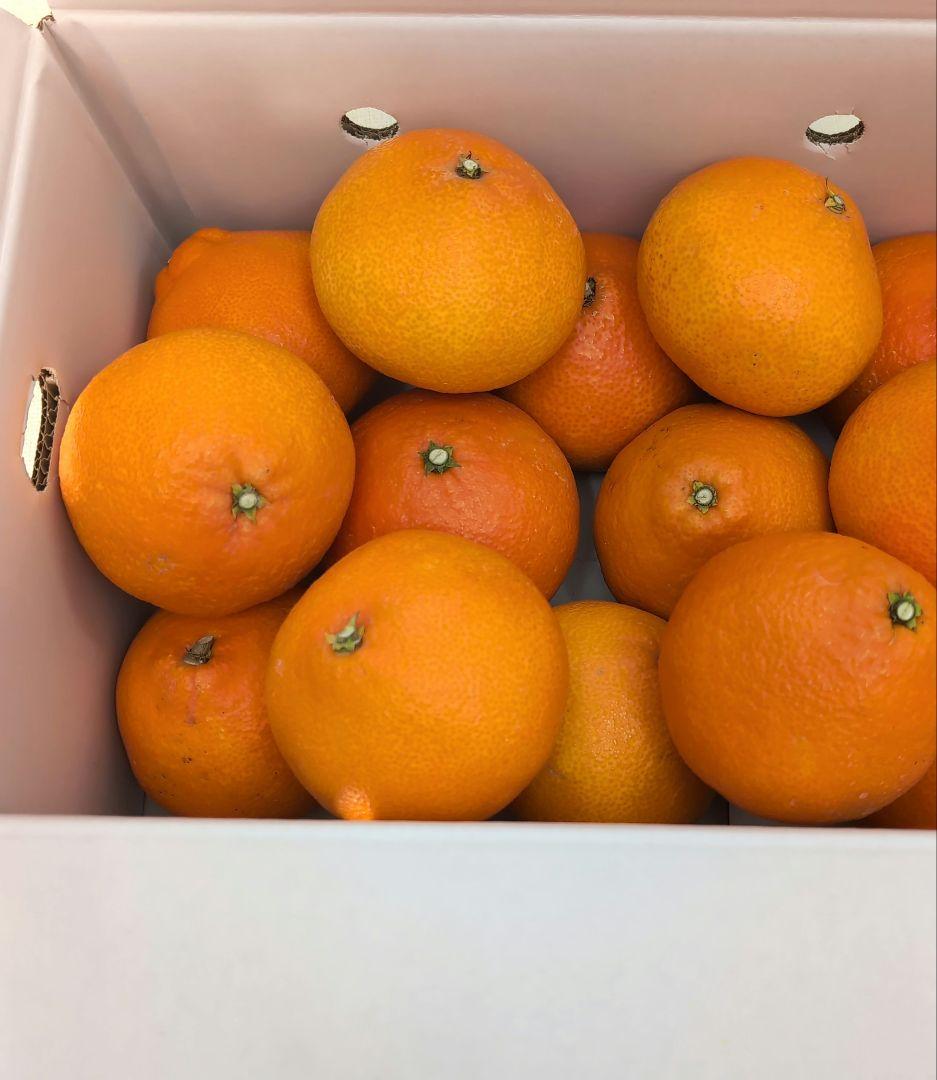 愛媛県産紅まどんな4Lサイズ 約5kg