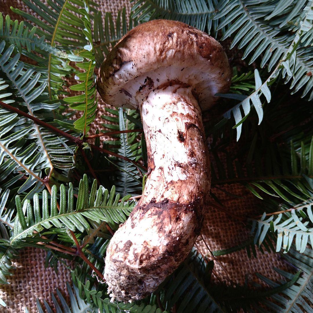 なおや様　広島県産　松茸