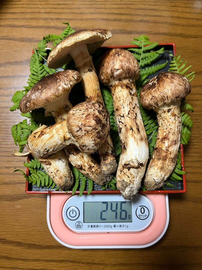 岩手県産　天然松茸　 246g　①