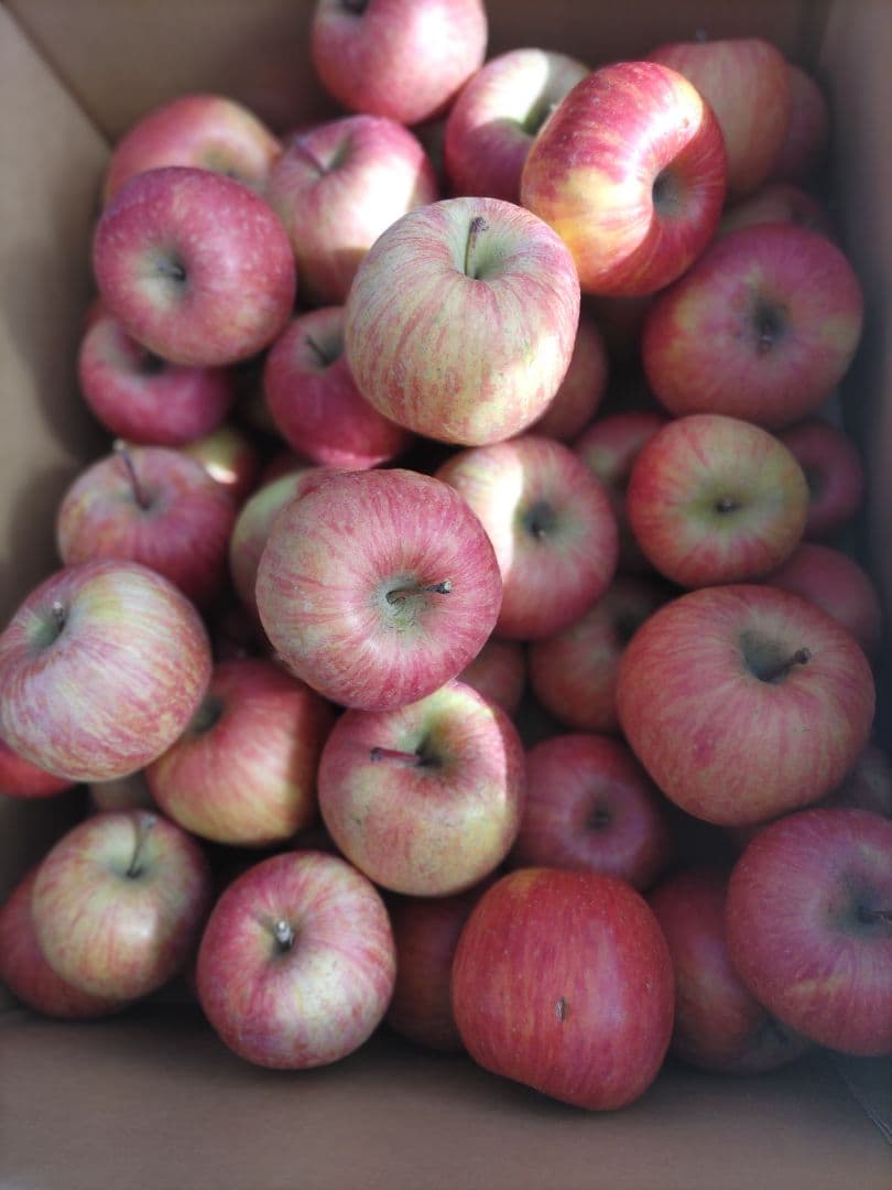 葉取らずサンフジ良品20kg以上 春になる前の値下げ中 限定残り僅か