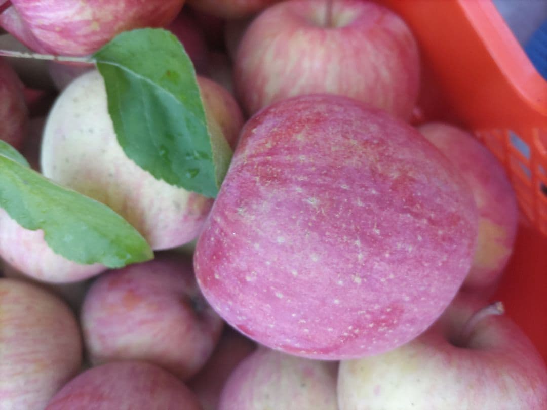 葉取らずサンフジ良品20kg以上 春になる前の値下げ中 限定残り僅か