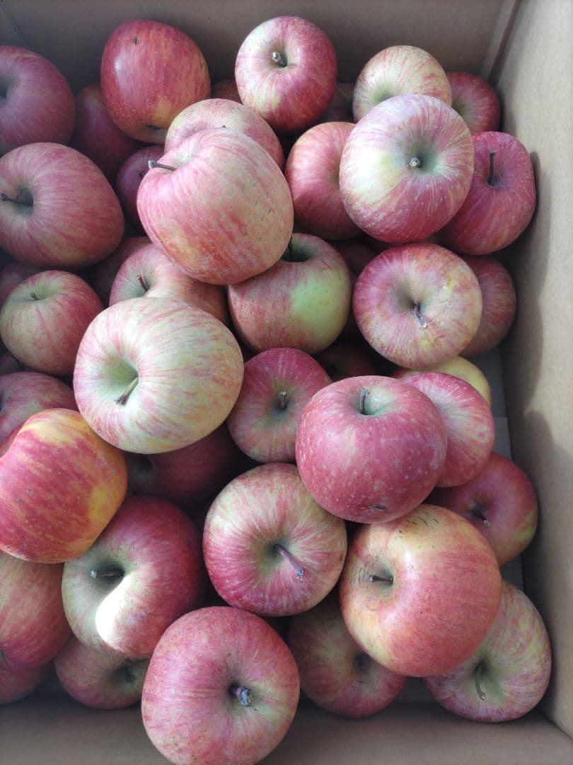 葉取らずサンフジ良品20kg以上 春になる前の値下げ中 限定残り僅か