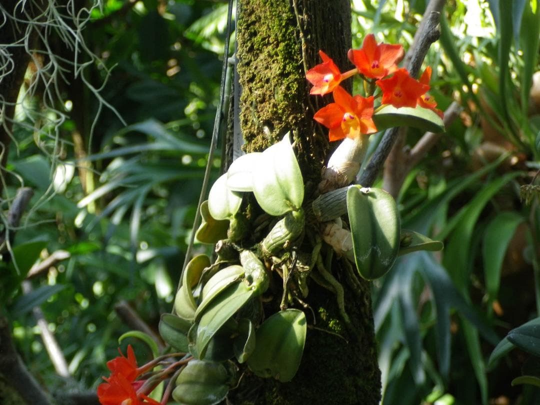 【レトロ可愛い】PENTAX DIGITAL optio I-10 ブラック