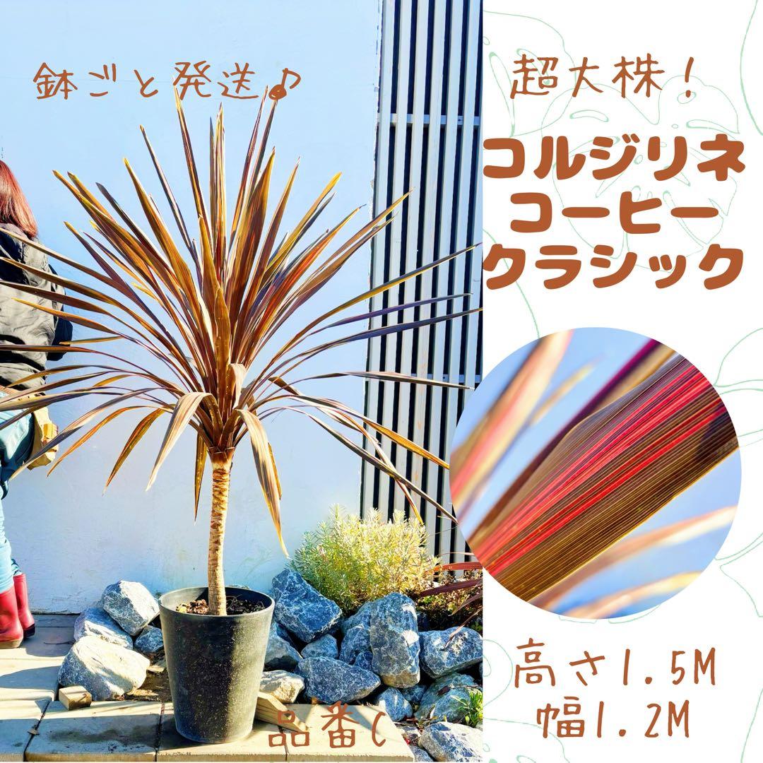 超大株！コルジリネ コーヒークラシック1.5M(鉢底から)期間限定セール☆品番C