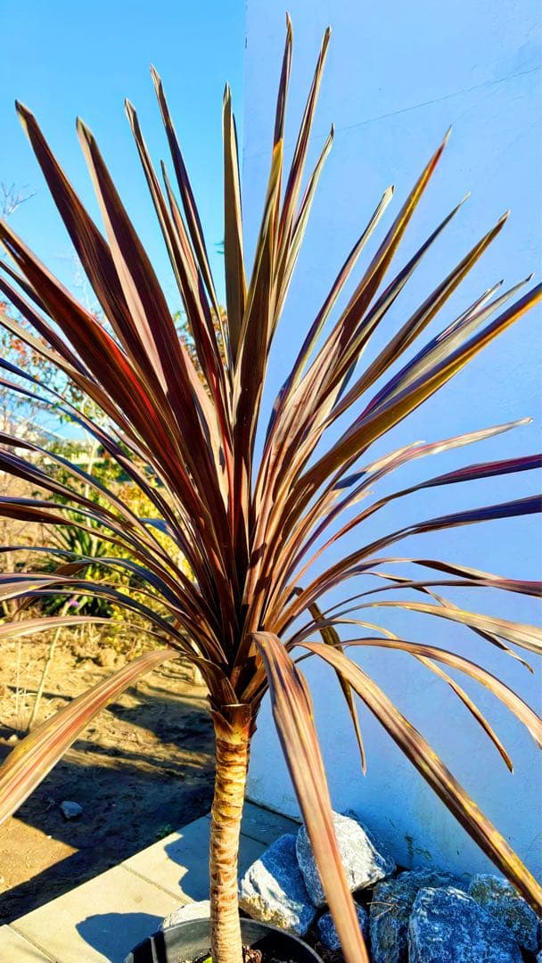 超大株！コルジリネ コーヒークラシック1.5M(鉢底から)期間限定セール☆品番C