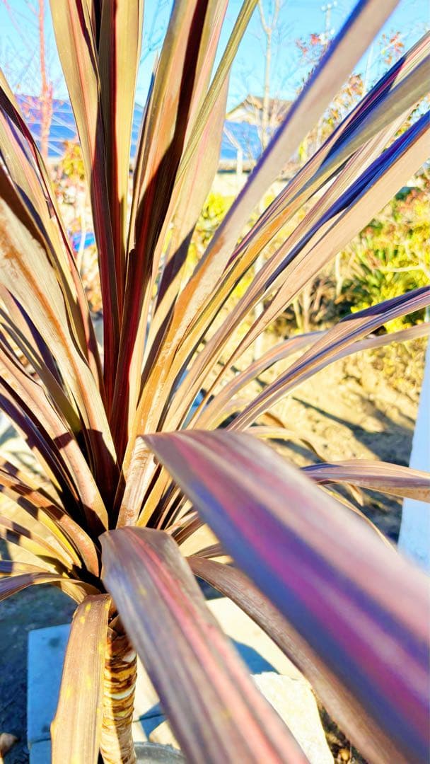 超大株！コルジリネ コーヒークラシック1.5M(鉢底から)期間限定セール☆品番C