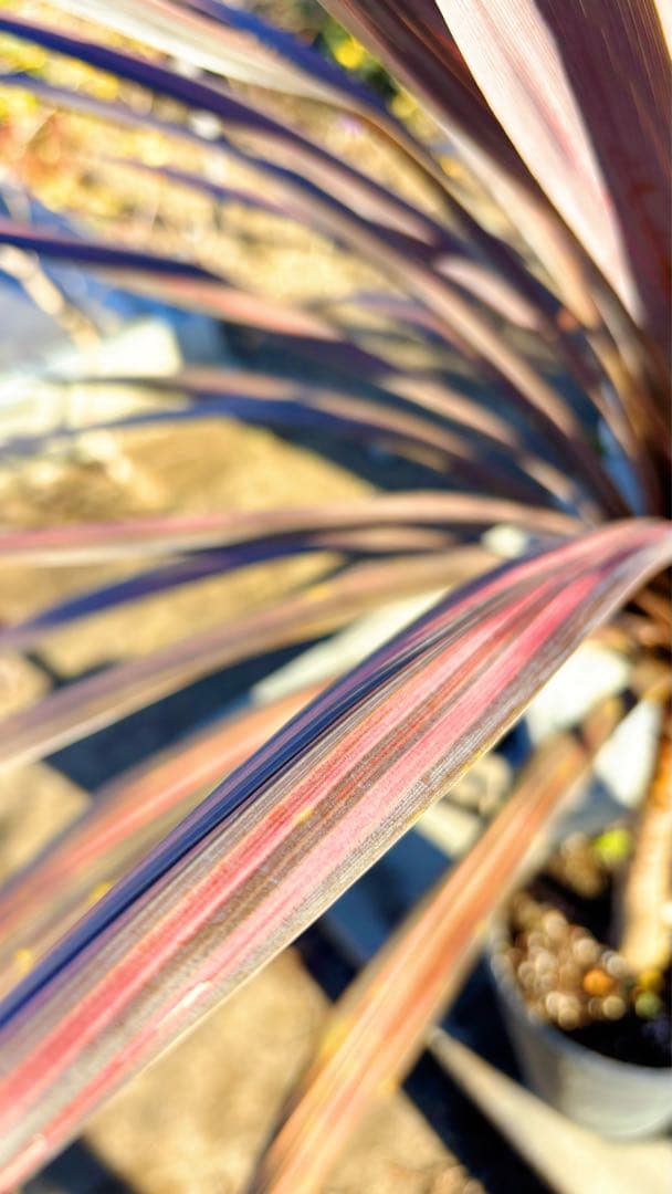 超大株！コルジリネ コーヒークラシック1.5M(鉢底から)期間限定セール☆品番C