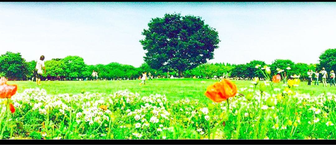 【新品】HORIZON パノラマ フィルム 360度 カメラ 限定 ホライゾン