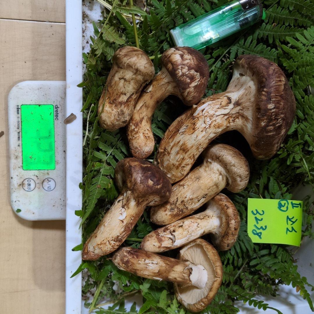 いよ最終間近　和歌山松茸　新鮮朝市　込み込み