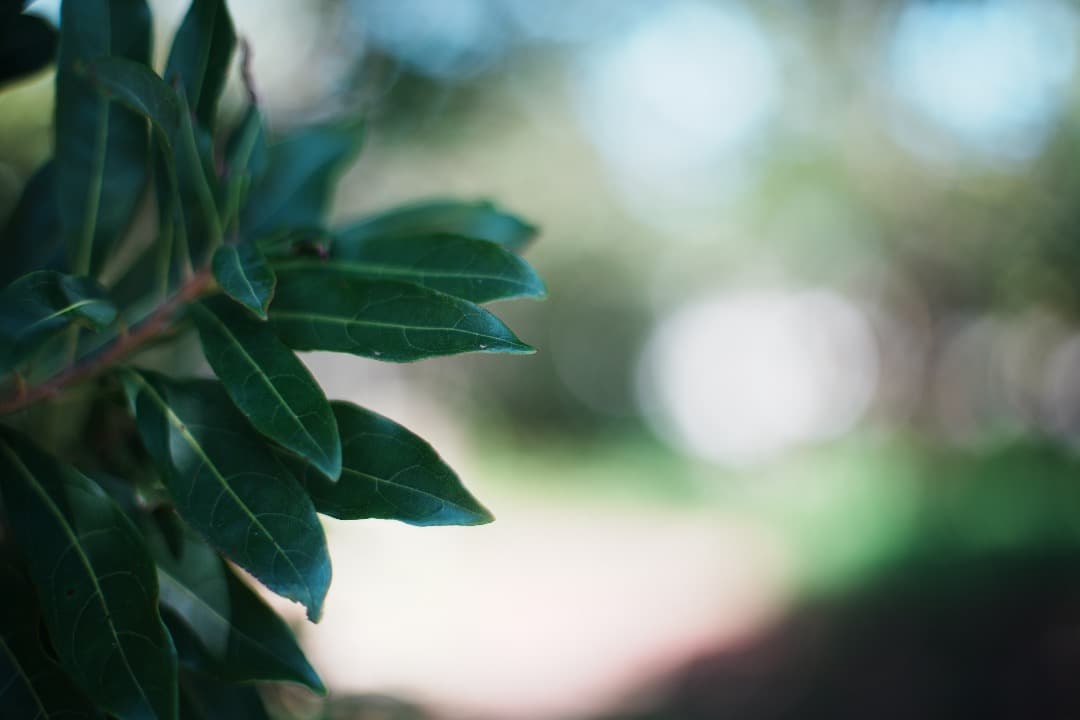 アダプターCarl Zeiss Planar 50mm F1.4 MMJ 762