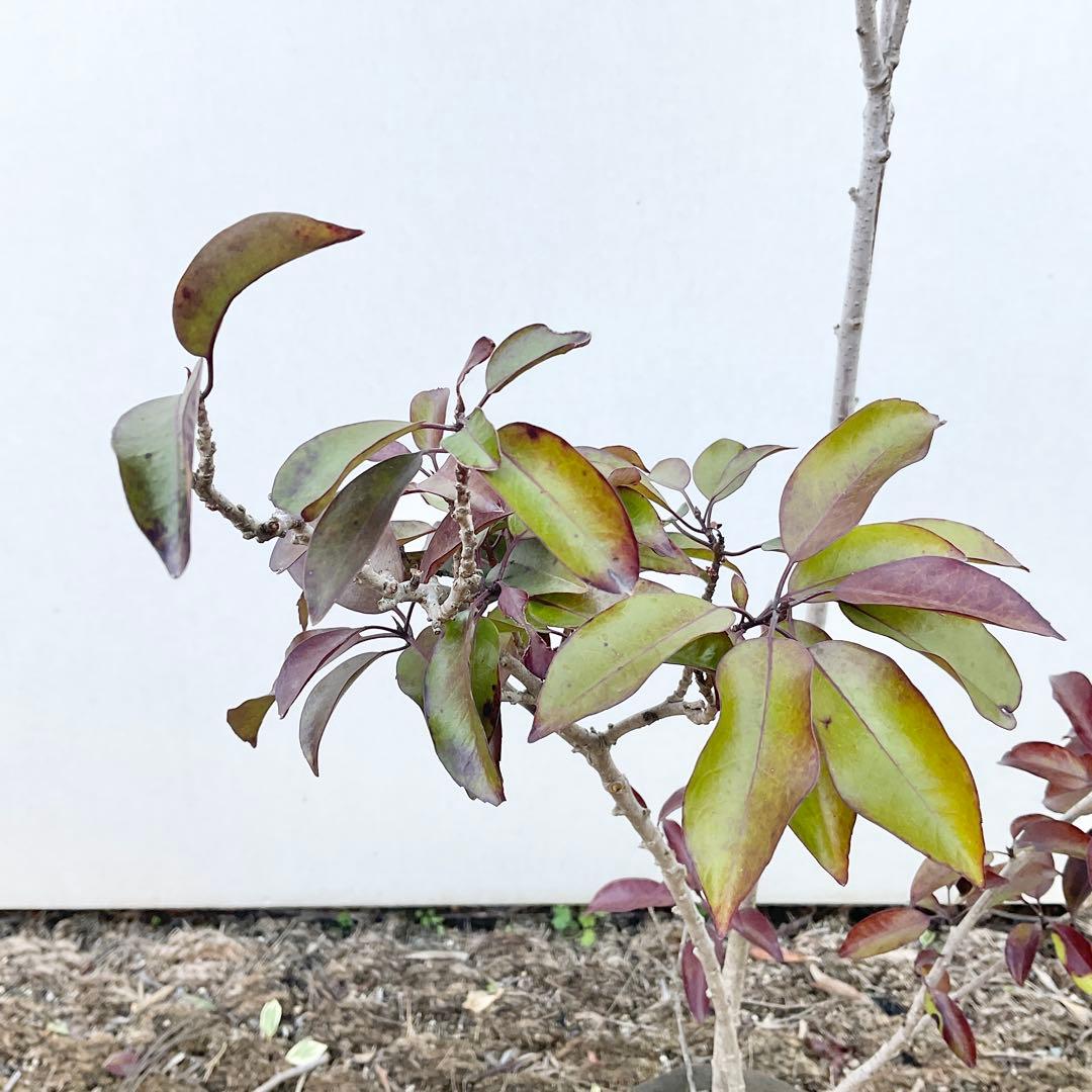 ソヨゴ　雄/ 1033