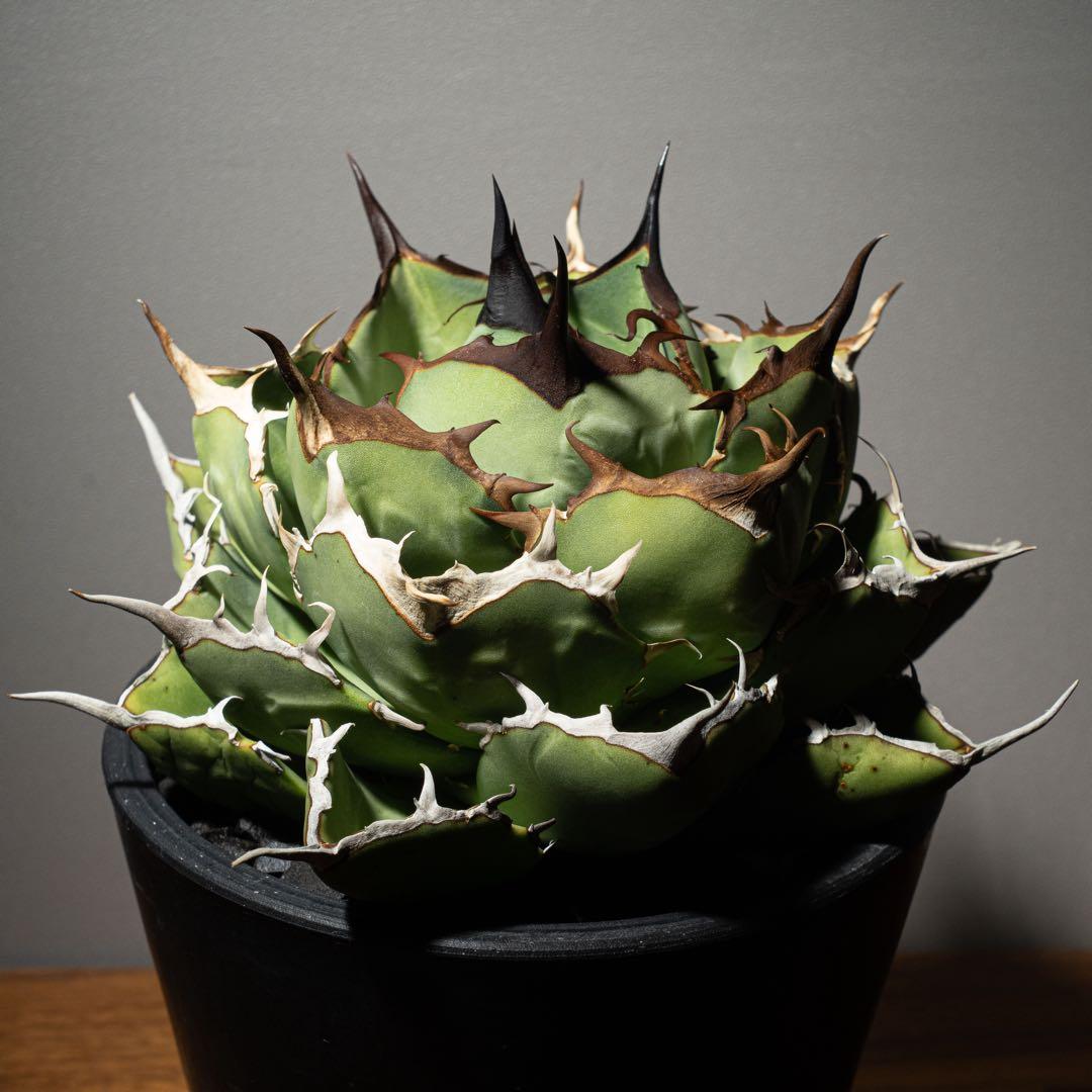 Agave titanota ‘Iran Rose’