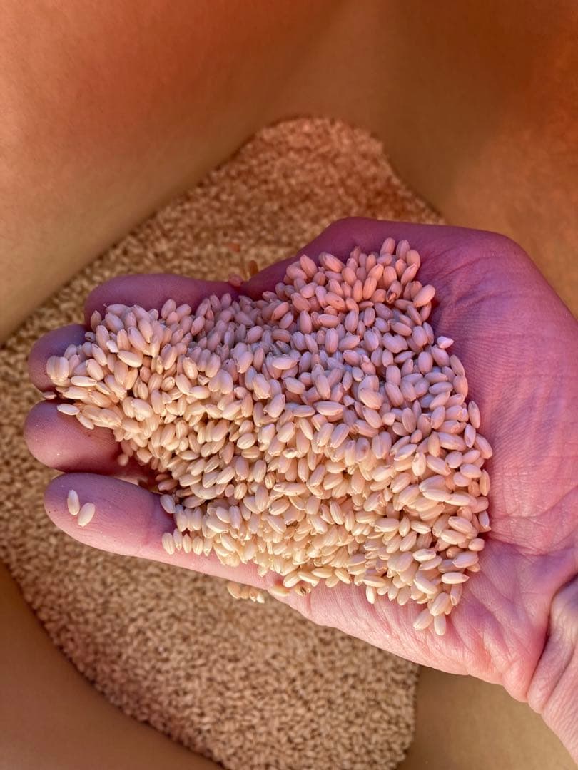 【送料別】令和7年栃木県佐野市産きぬはなもち（餅米）玄米30kg