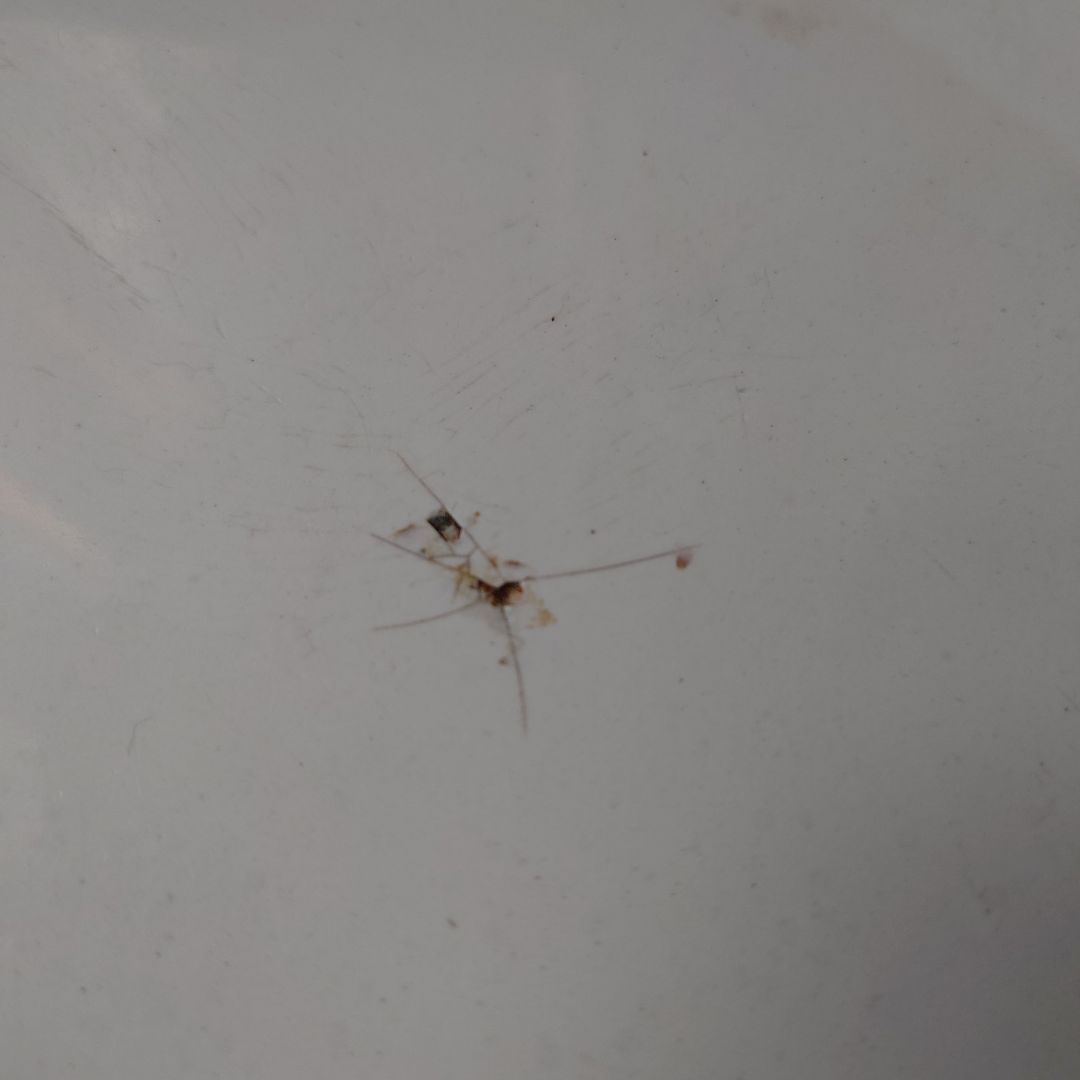 フランスアンティーク琺瑯パン