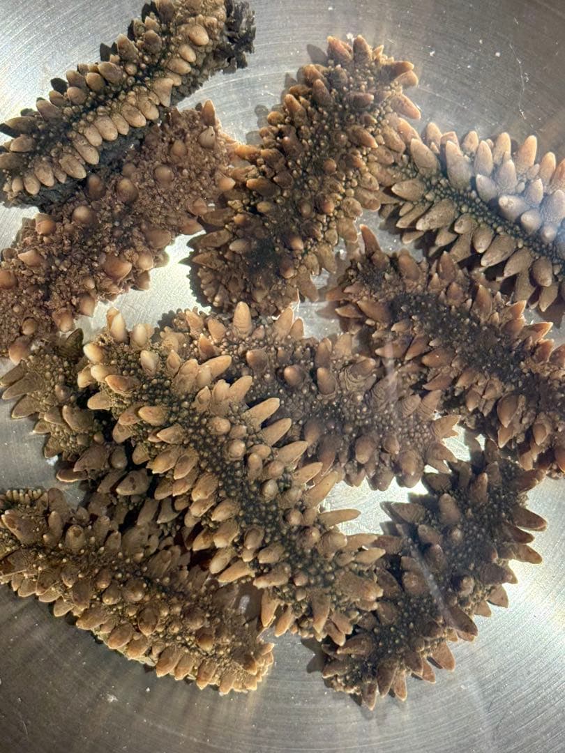 【北海道産】 乾燥なまこ 天然 厳選A級品200g S(5g以下