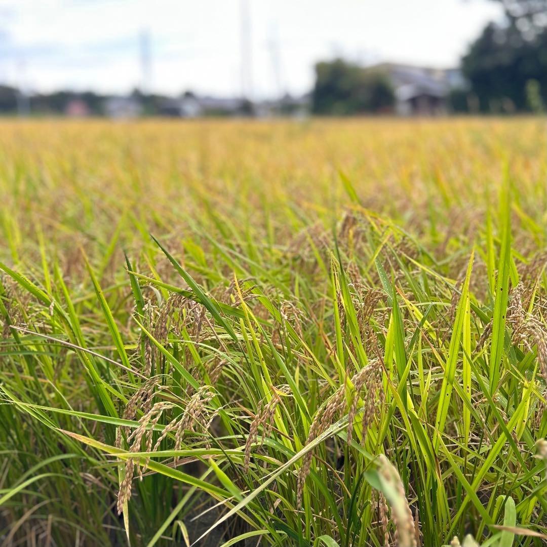 農家直送 玄米12㎏ 農薬不使用 有機栽培 天日干し お米 静岡より