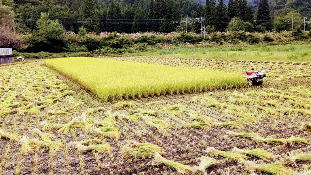 青森県産　はれわたり10㎏　【天日干し米】