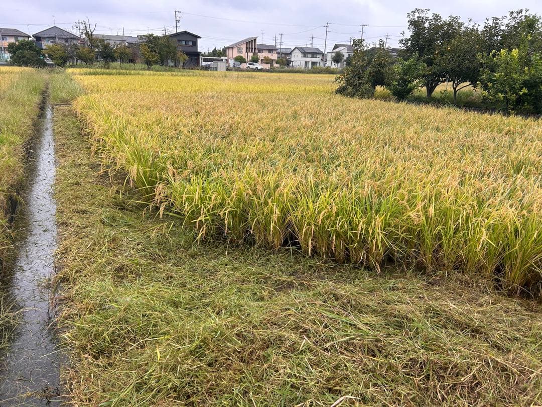 令和7年産 新米 岐阜ハツシモ 腸活 ヘルシー 米 ブランド米 10Kg