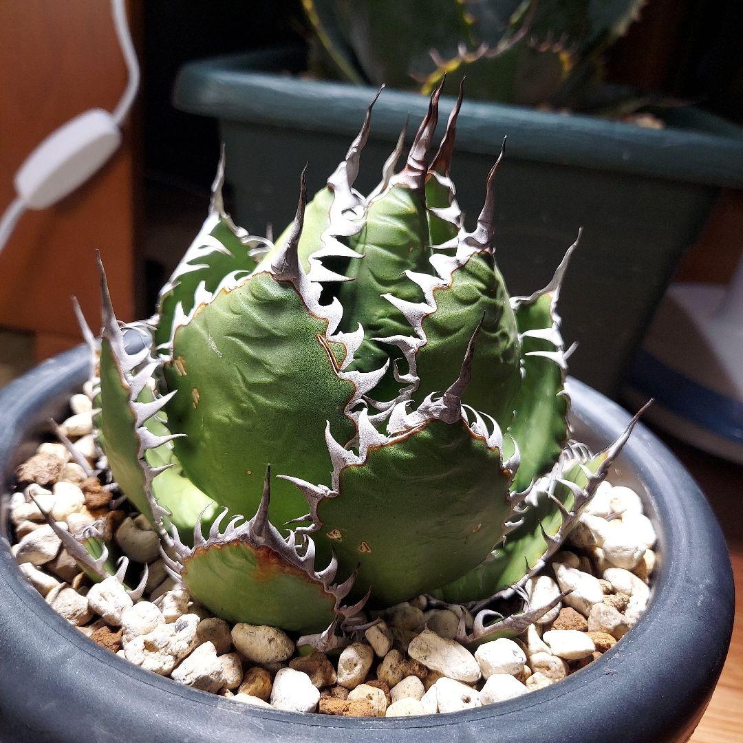 アガベ　ホリダ　陽炎　ボールタイプ　発根済み　鉢ごと発送　メルカリ便　ボタニカル