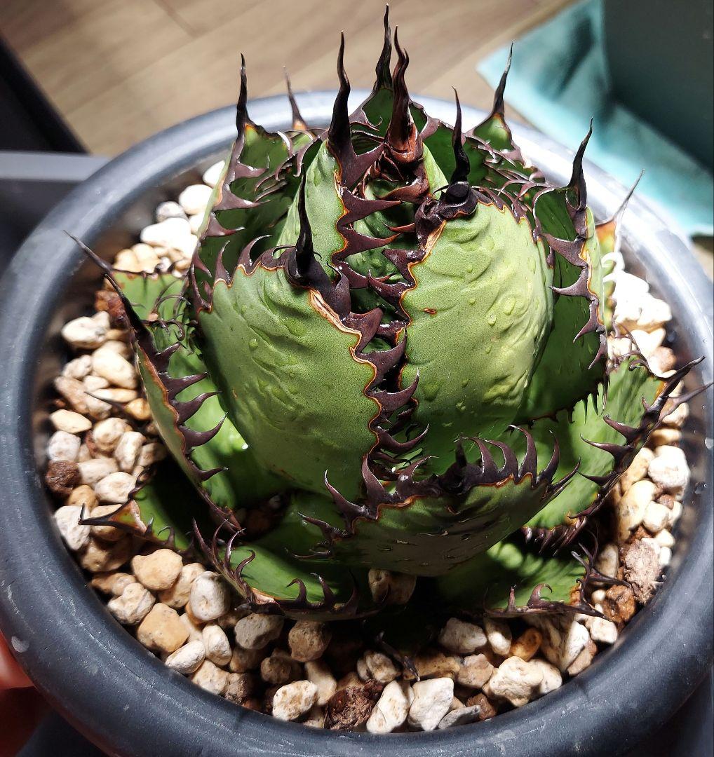 アガベ　ホリダ　陽炎　ボールタイプ　発根済み　鉢ごと発送　メルカリ便　ボタニカル