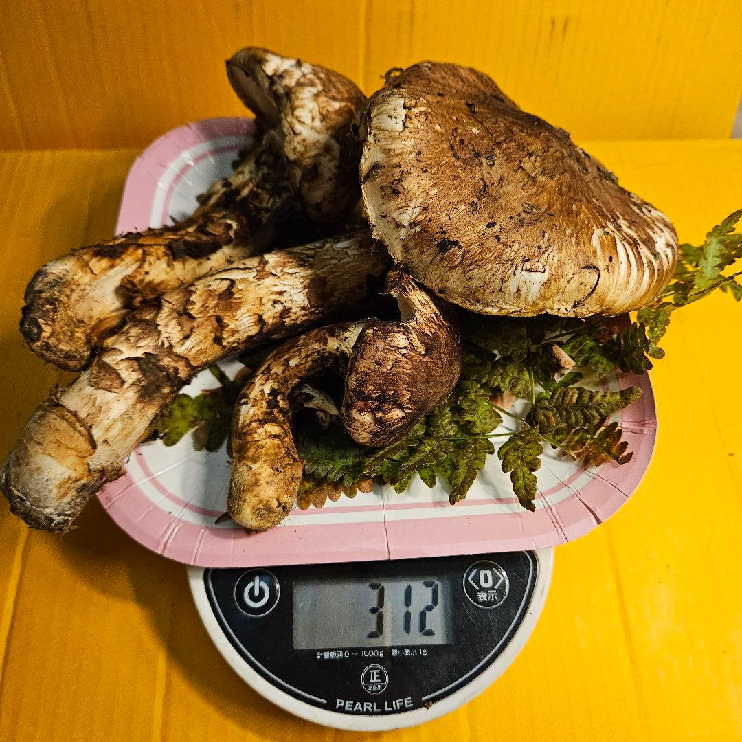 岩手県産松茸 ヒラキ 312g 訳あり