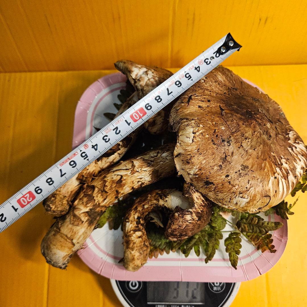 岩手県産松茸 ヒラキ 312g 訳あり