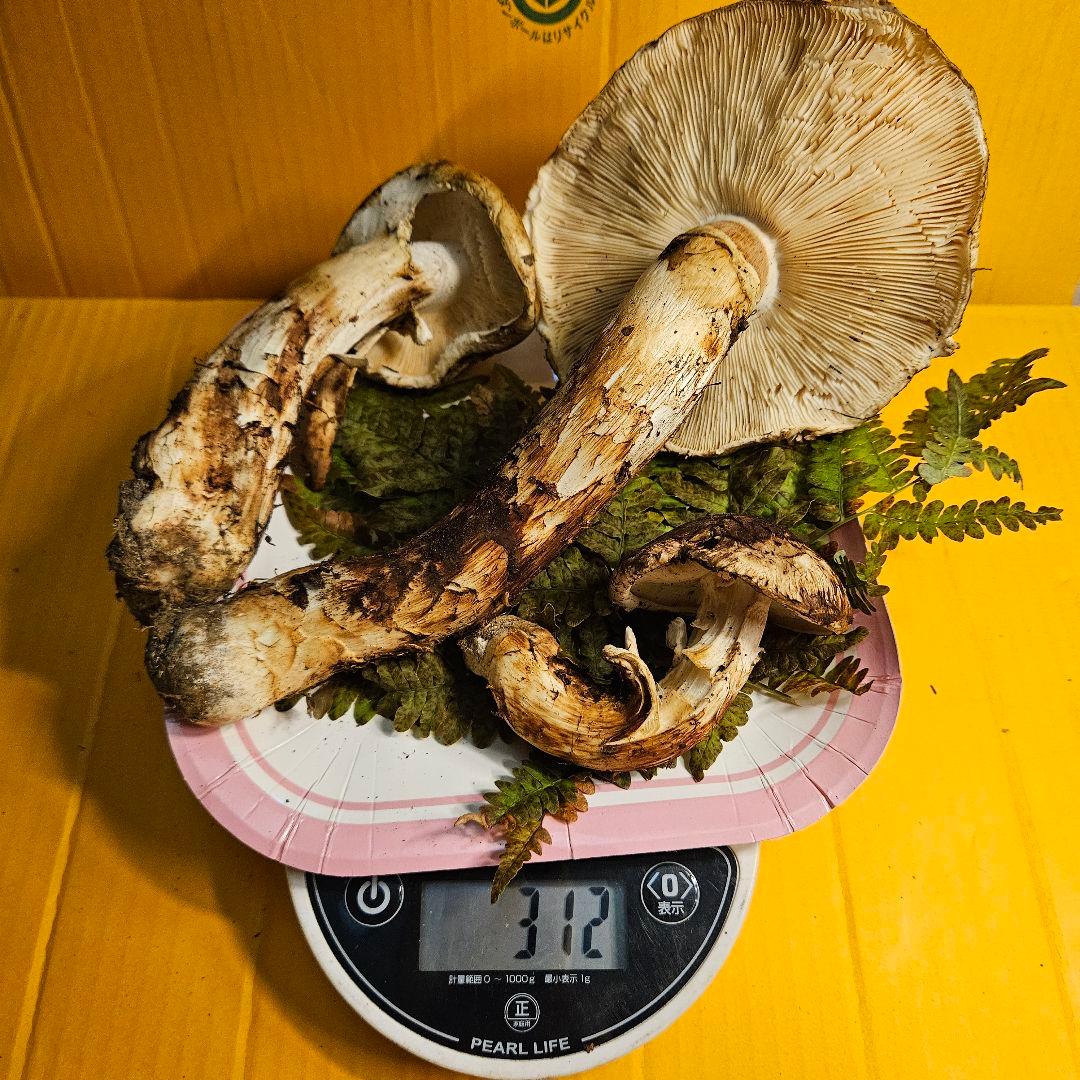 岩手県産松茸 ヒラキ 312g 訳あり
