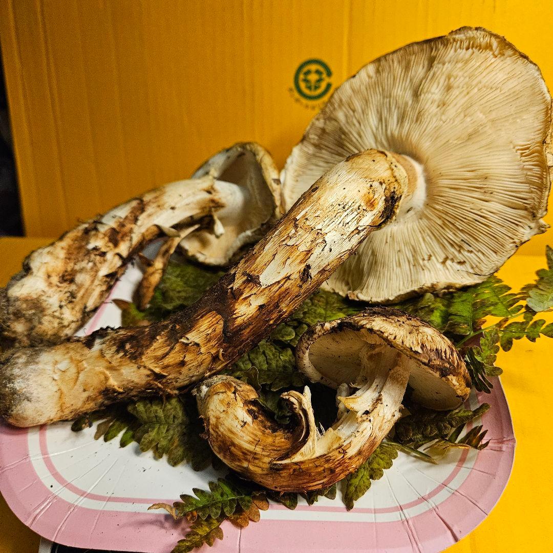 岩手県産松茸 ヒラキ 312g 訳あり