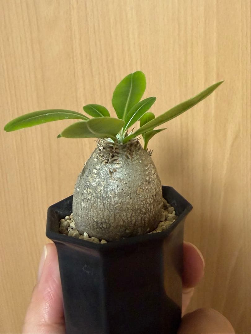 エブレネウム　現地球　ミニサイズ　パキポディウム