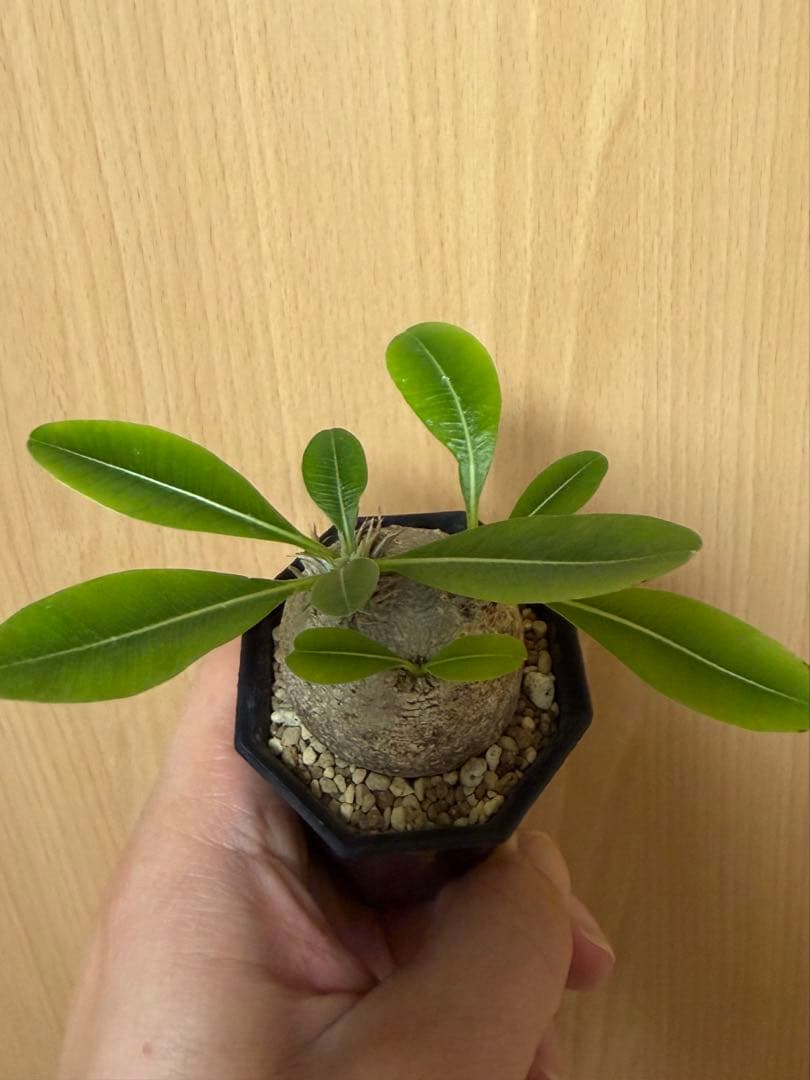 エブレネウム　現地球　ミニサイズ　パキポディウム