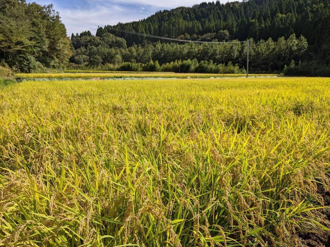 ★自然栽培米　玄米30kg(5kg×6)　令和7年度　熊本県産　森のくまさん★