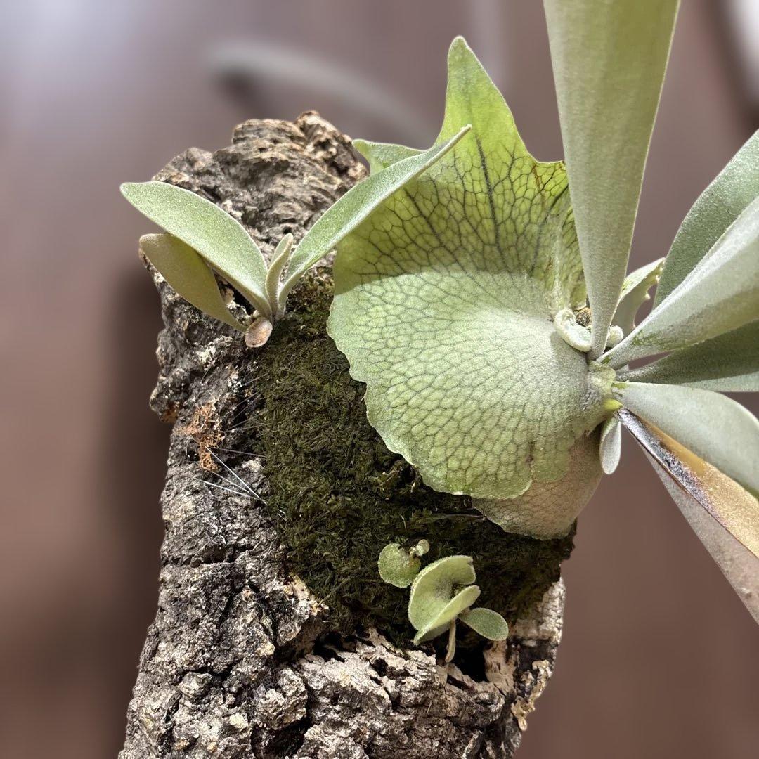 ビカクシダ ハクナマタタ（vandaka）　子株付き