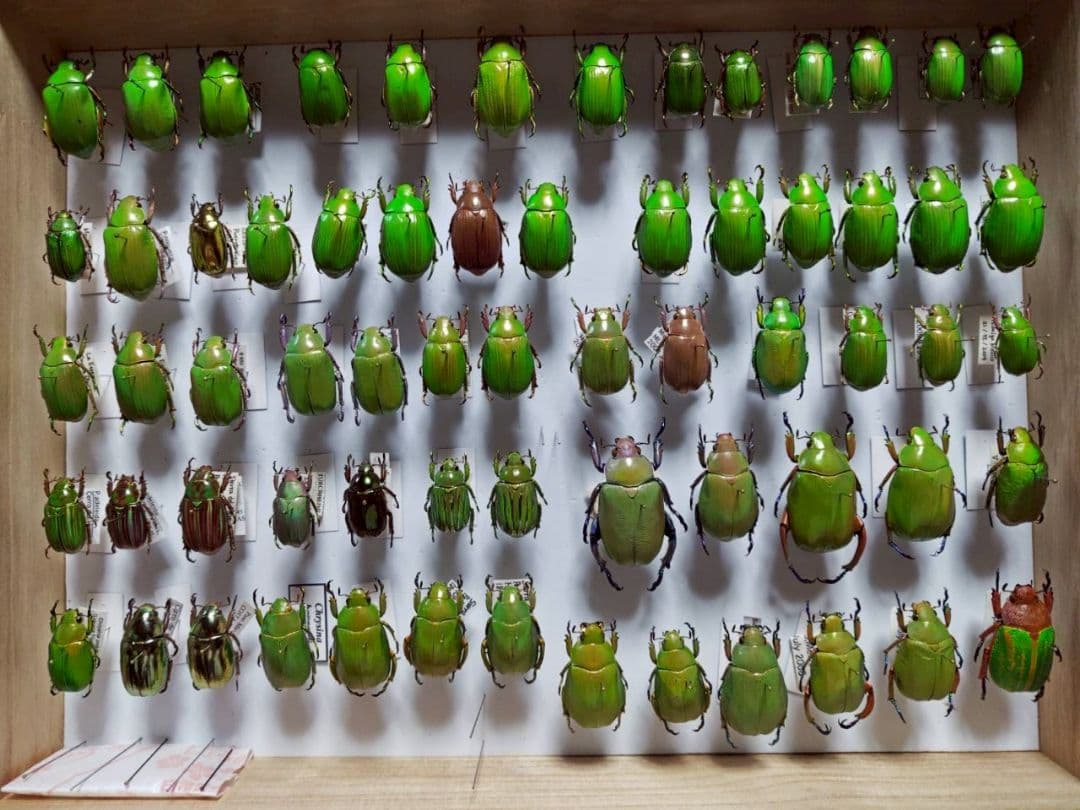 昆虫標本　ウグイスコガネ